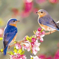 ������ת��