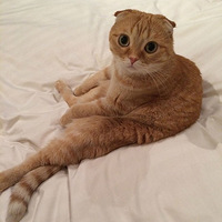 �������������ˣ�ֱ��̱����̬�ں�����(��ͼ)