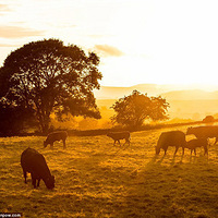 Ӣ��������ͯ�����ʻ���Ұ��������