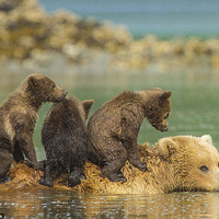 �����赱����3ֻ���̹���