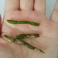 ������Ƥʯ�����