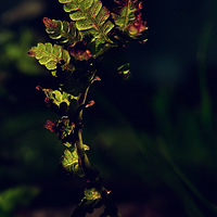 Emerald Wake Ψ����������Ȼ��Ӱ