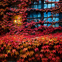 Ulf Bodin ����ɫ�ʵ��＾��Ȼ��Ӱ