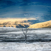 ������ʯ���ҹ�԰���ϵ۴򷭵ĵ�ɫ��