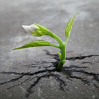 ��������ǿ