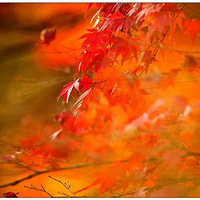 ����ɴ���׷��