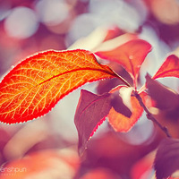 ��֮���ޣ�΢�������������