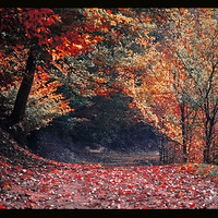 ��Ӱʦ��Ʒ����ɫ�貵�������