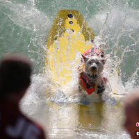 �����������˴��� �����˳˷�����˧��ʮ��