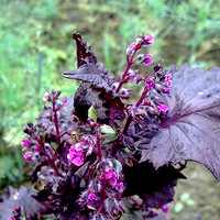 ���ջ������������ˣ�֪����