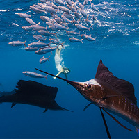 Ů�������