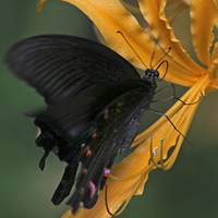  ������˰�����������