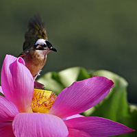 һ���ͷ��Ϸ�������