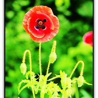 �������̬��԰