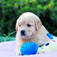 �´�ۺ�GOGO�ĺ��ӿ�ʼ�����