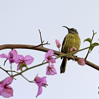 �����ǰ��׻�����