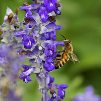 ޹�²ݻ����з�����