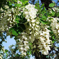 �󻱵Ļ���Ư���أ�