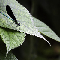 �����ʲ�ŵ�����