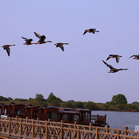 �ƺӿڵ����