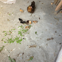 �Լ��������ģ�����Ѽ���㣬��ȵ�