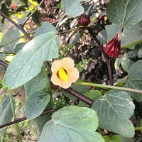 ֪������ʲô������