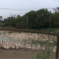 ���Խ��Խ�����Ұ����