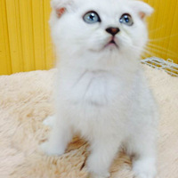 ��С���è����ԭ������¼һֻè��һ���������˵ĳɳ�ʷ�����ء�