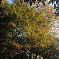 Ī��ɽ��ɫ���ޣ�������ɽ