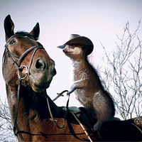 �ɰ�è������������ţ�С�Ӣ������
