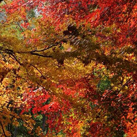 ���尡��Ī����ɫ����ͼ�������