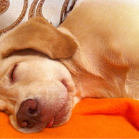 ������ֻ�����