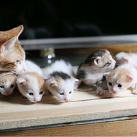 ������ֻ����������ҵ�ССƨ��