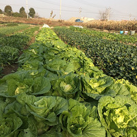 �����Լ��ֵĲˣ���ô�ն��óԣ�����