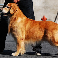 ���ݺ��able