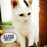 ��2015�겻�ϸ���...��è���ռǡ���������С����