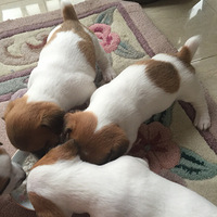 �����ı���