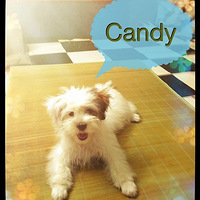 Candy������С������