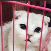 �Ұ���Ʒ����