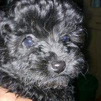 �㶹�����ɳ���