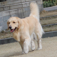 ��ë����  ���ֽ���