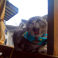 ���ڴ���TOTO�޳���