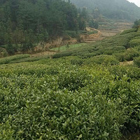 ��ɫ����Ⱦ�л��̲�