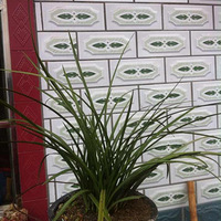 ����ʮ�����Ұ������ ���ѷ���5���˴������һ��