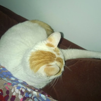 ��С����ϲ...