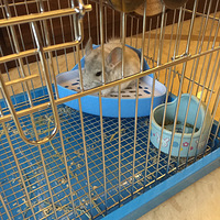 һ����������������è������Ի�