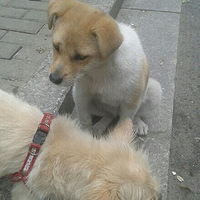 ���Ʊ����ۣ���С