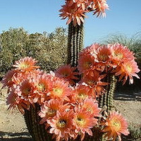 ����������ƿ������������ޣ���