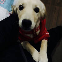 ֻ�밲����������һ�������ӡ�