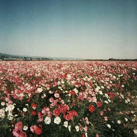 �и��ܺ�õ�廨����